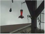 Hummingbird Frenzy-Take2